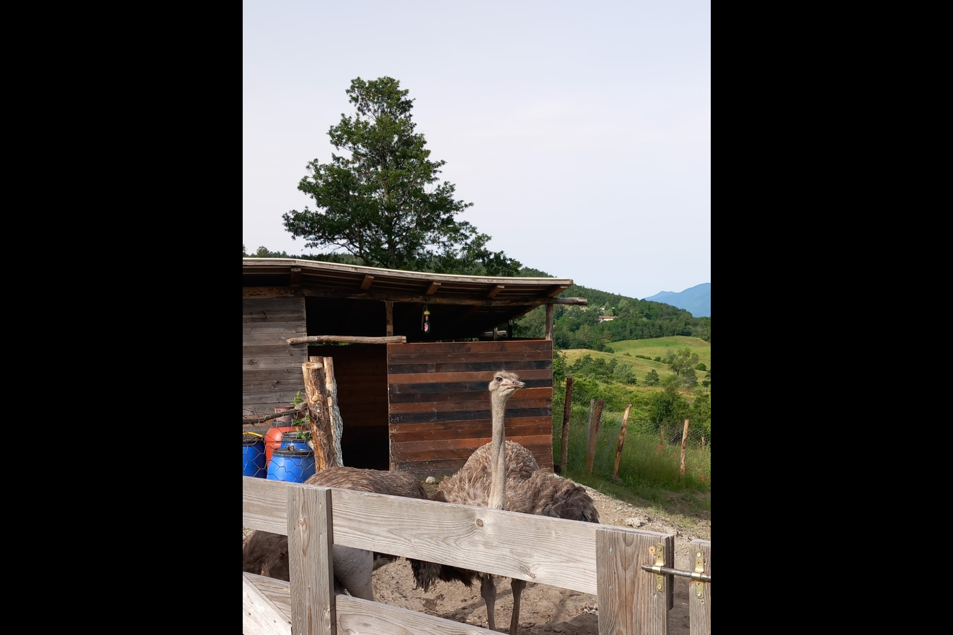 Struzzo all'Albero della Vita