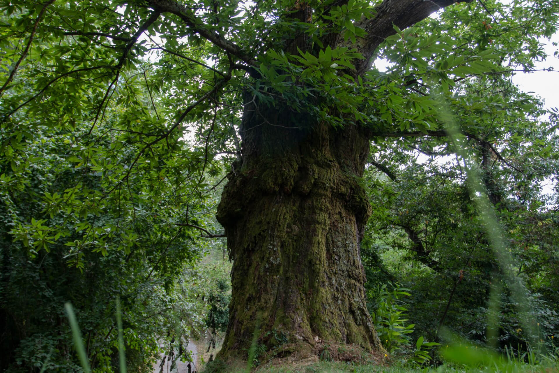 Quercia secolare a CiriceA