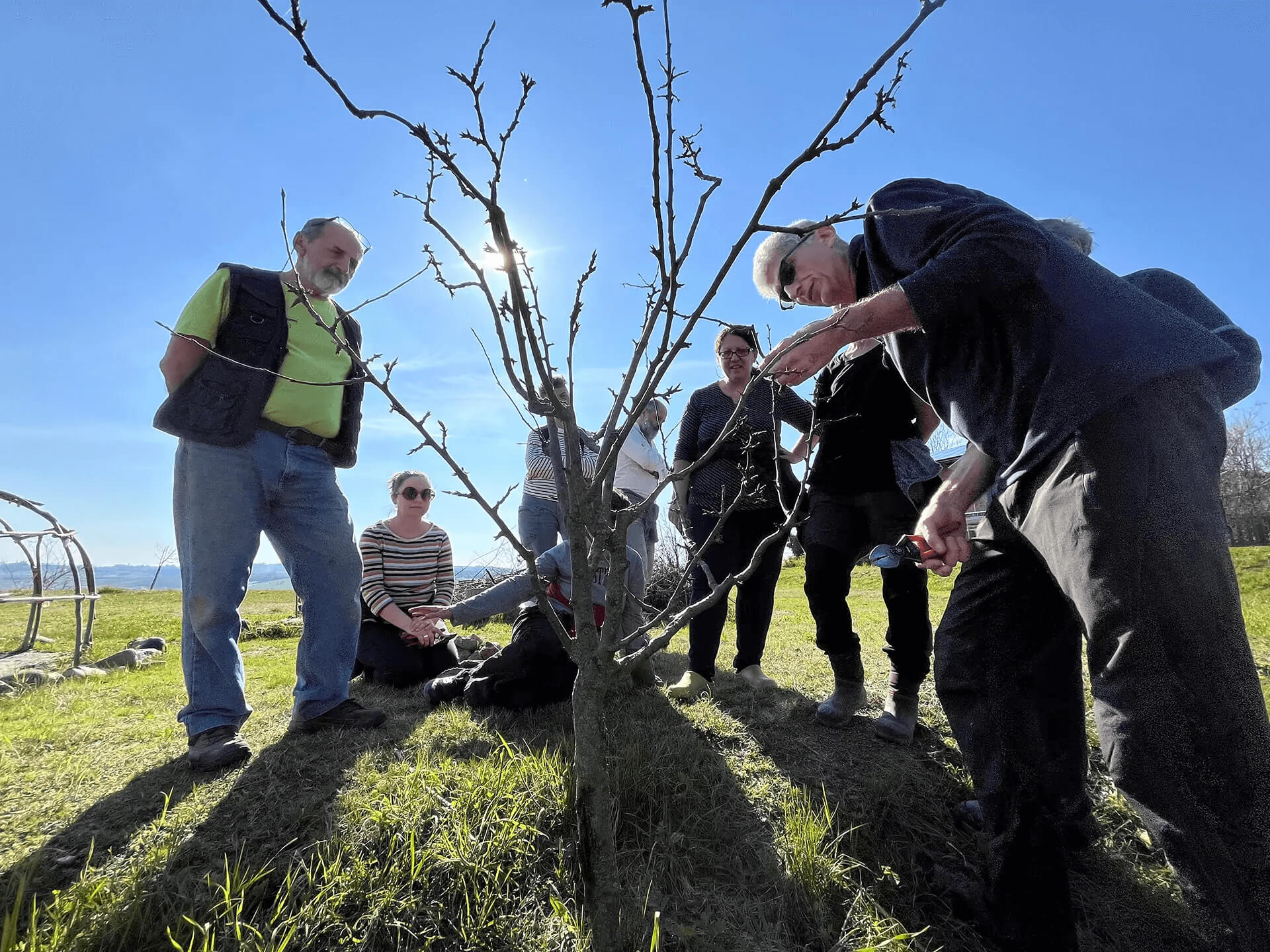Montesole - Albero in crescita