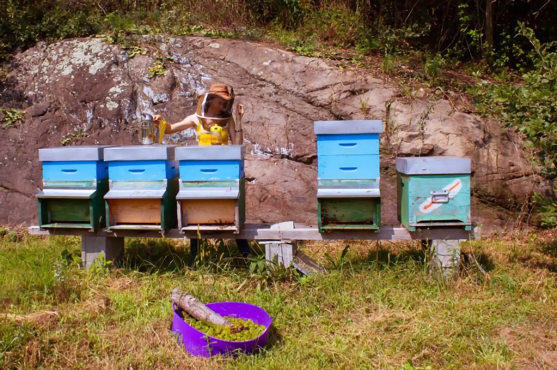 Arca Tentyris Apicultura