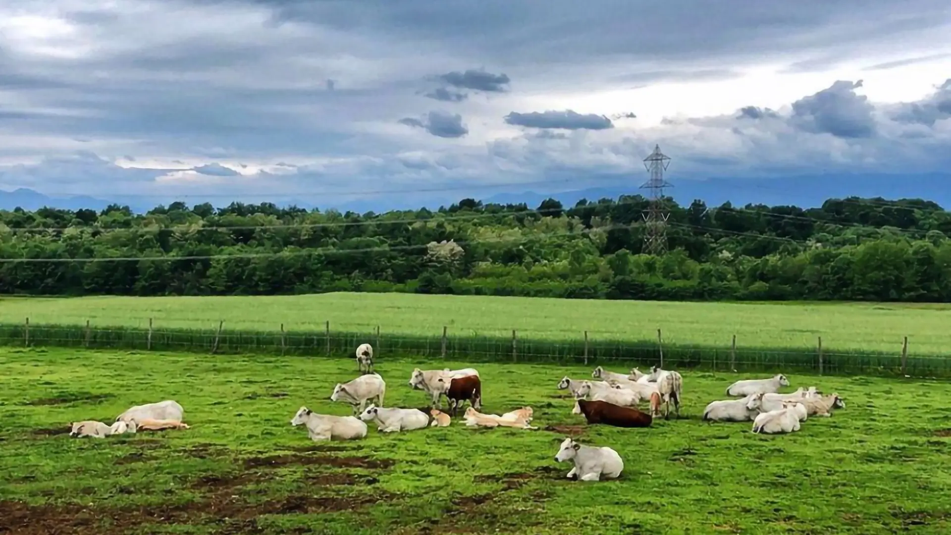 Terre di Oropan - Bovini al pascolo