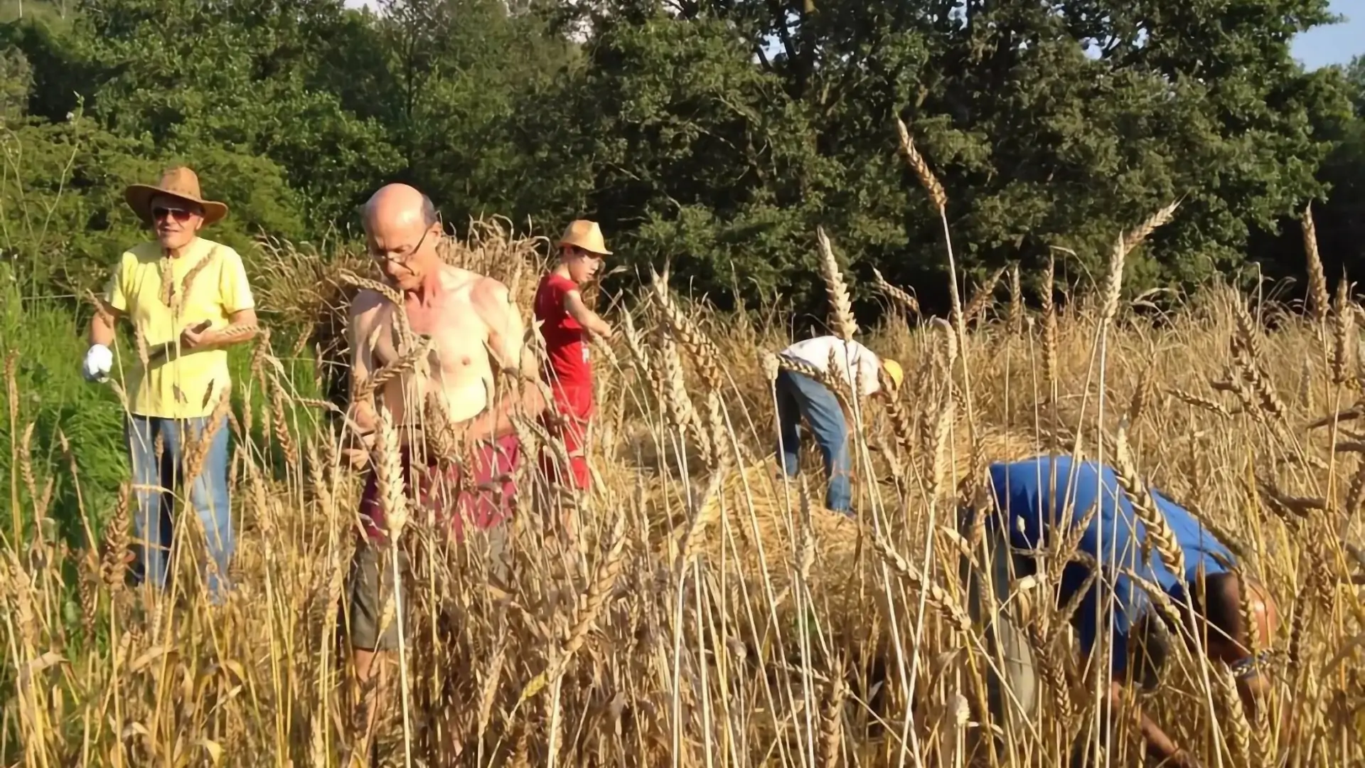 Terre di Oropan - Mietitura