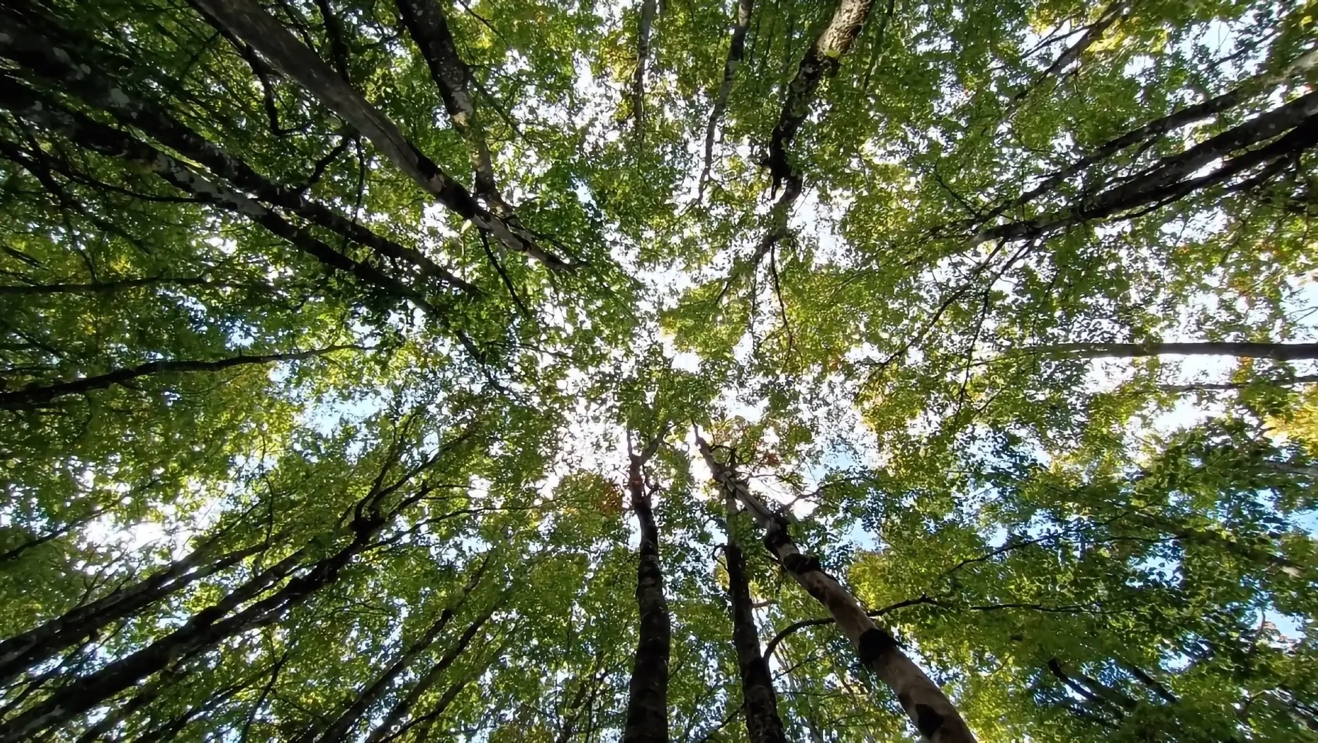 Valle degli Elfi - Alberi nel Bosco