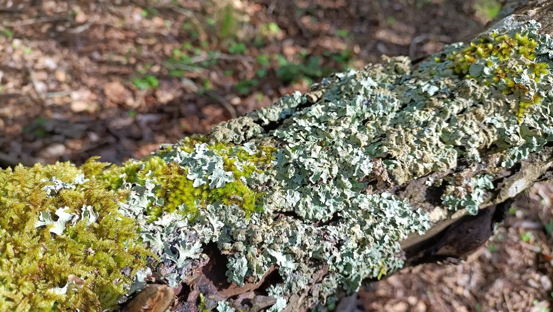 Valle degli Elfi - Corteccia